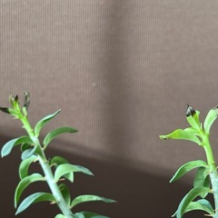 パキポディウム　　ビスピノーサム　（実生）の画像