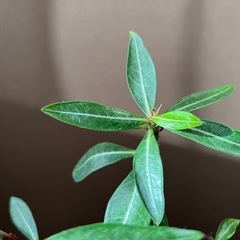 アデニウム　オベスムの画像