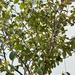 観葉植物　一本立ちトキワマンサクの画像