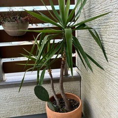 観葉植物の王様！ユッカ、ウチワサボテン付きの画像
