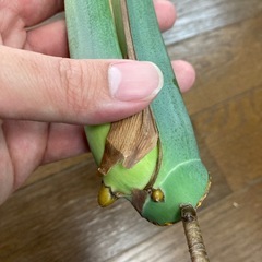 モンステラ　ミューテーション　イエローバリエガータの画像