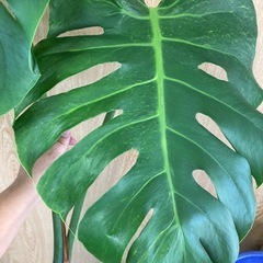 モンステラ　ミューテーション　イエローバリエガータの画像