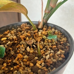 アグラオネマ レッドアーミー　観葉植物の画像