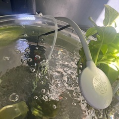 熱帯魚金魚水槽に水草大量モスライト、クリスタルオブジェなどまとめて無料の画像