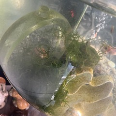熱帯魚金魚水槽に水草大量モスライト、クリスタルオブジェなどまとめて無料の画像