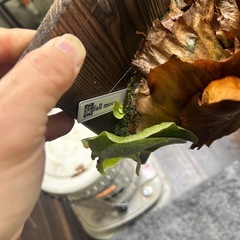 ビカクシダ
の画像