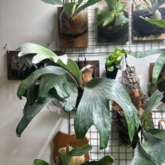 ビカクシダ
の画像