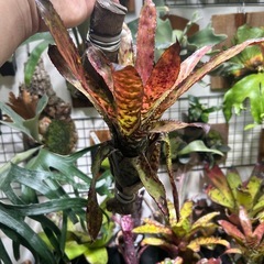 エクメア　オーランディアナ
の画像