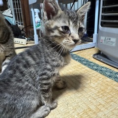 この子の里親になってください