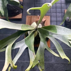 ビカクシダ　ウィリンキーの画像