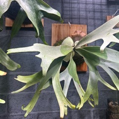 ビカクシダ　ウィリンキーの画像