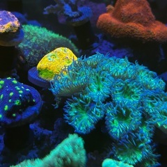 海水魚、サンゴ、ライブロックまとめ売りの画像
