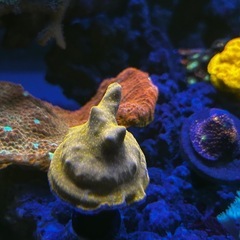 海水魚、サンゴ、ライブロックまとめ売りの画像