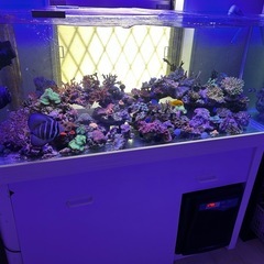 海水魚、サンゴ、ライブロックまとめ売りの画像