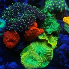 海水魚、サンゴ、ライブロックまとめ売りの画像