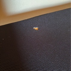 受け渡し予定者決まりました　折り畳みベッドの画像