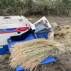 ⭐️稲藁ひと束500円　無農薬で籾殻くん炭と山水だけで作りましたの画像
