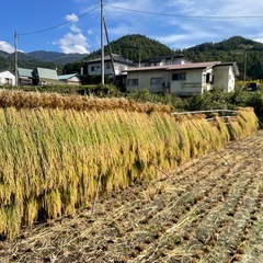 ⭐️稲藁ひと束500円　無農薬で籾殻くん炭と山水だけで作りましたの画像