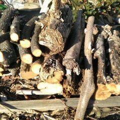 薪　垣根を伐採した枝です(2026/01/01)　再掲の画像