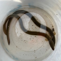 ウナギ、約40センチ　2匹の画像