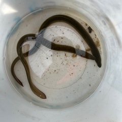 ウナギ、約40センチ　2匹の画像