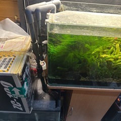 自作オーバーフロー水槽クーラーヒーター生体付き
の画像