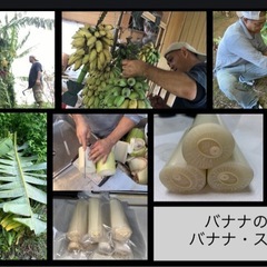 バナナステム(バナナの木の軸)1.5キロ
の画像