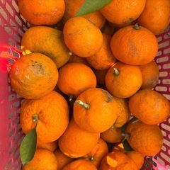 自家製無農薬みかん10個300円⑤の画像