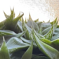 多肉植物　ハオルチア属【祝宴】　群生風寄植えの画像