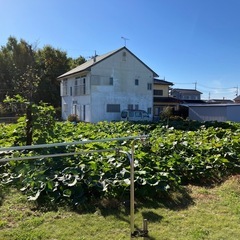 万次郎かぼちゃ　3個　5.3kg  かぼちゃ　カボチャ　南瓜　150円 260102の画像