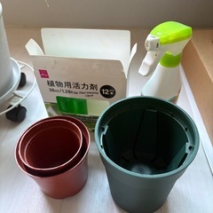新しく植えたポトス2本の画像