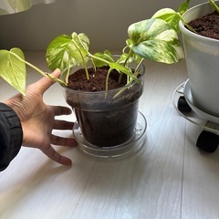 新しく植えたポトス2本の画像