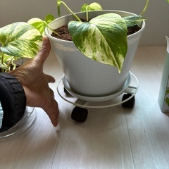 新しく植えたポトス2本の画像
