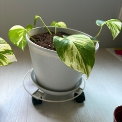 新しく植えたポトス2本の画像