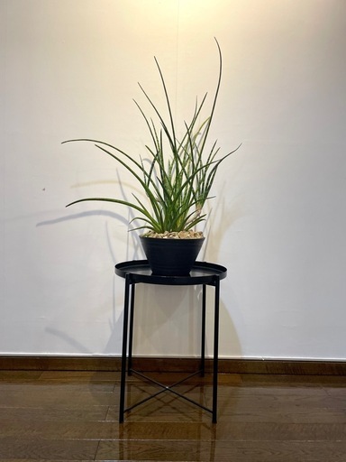 現行品　IKEA トレイテーブル(2個)と観葉植物1個のセット