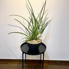 現行品　IKEA トレイテーブルの画像