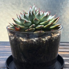 多肉植物　エケベリア属【桃太郎】　ダブルヘッド　双頭の画像