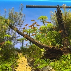 【生体・淡水魚】シルバーチップテトラ20+匹
の画像