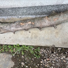 木材、薪の画像