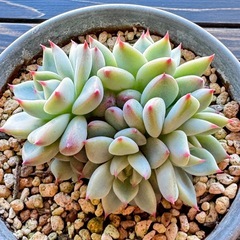 多肉植物　エケベリア属【桃太郎】　胴切りからの芽吹き群生の画像