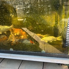 錦鯉当歳手渡しのみの画像