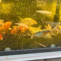 錦鯉当歳手渡しのみの画像