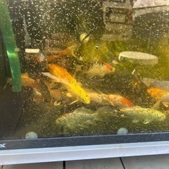 錦鯉当歳手渡しのみの画像