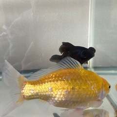 金魚と水槽セットの画像