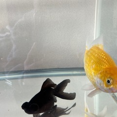 金魚と水槽セットの画像