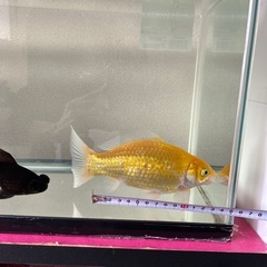 金魚と水槽セットの画像