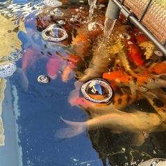 錦鯉15〜23㌢の画像