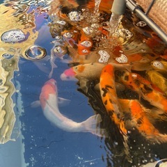 錦鯉15〜23㌢の画像