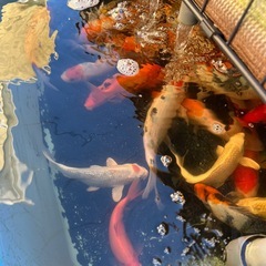 錦鯉15〜23㌢の画像