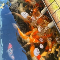 錦鯉15〜23㌢の画像